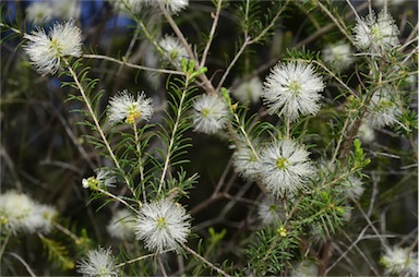 APII jpeg image of Melaleuca viminea  © contact APII