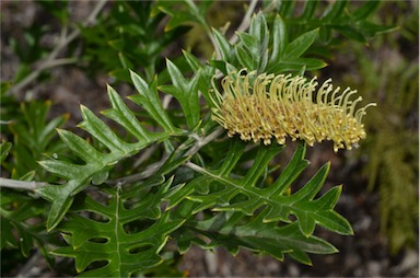 APII jpeg image of Grevillea willisii  © contact APII