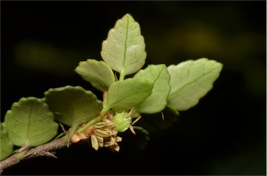 APII jpeg image of Nothofagus cunninghamii  © contact APII