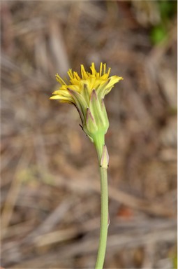 APII jpeg image of Hypochaeris glabra  © contact APII