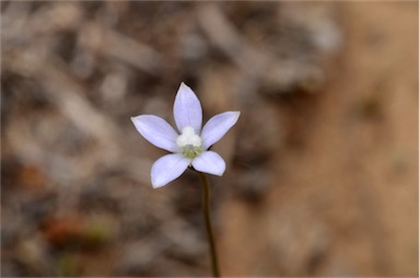 APII jpeg image of Wahlenbergia multicaulis  © contact APII