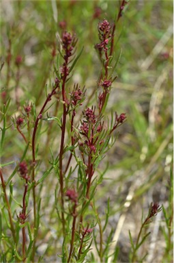 APII jpeg image of Haloragis heterophylla  © contact APII