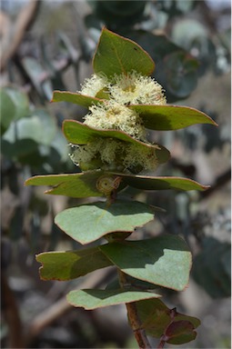 APII jpeg image of Eucalyptus pulverulenta  © contact APII