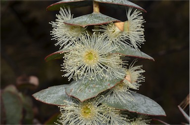 APII jpeg image of Eucalyptus pulverulenta  © contact APII