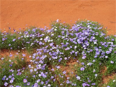 APII jpeg image of Brachyscome iberidifolia  © contact APII