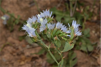 APII jpeg image of Limonium lobatum  © contact APII