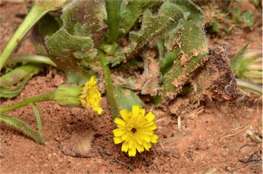 APII jpeg image of Hedypnois rhagadioloides subsp. cretica  © contact APII