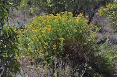 APII jpeg image of Senecio anethifolius x lanibracteus  © contact APII