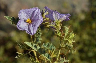 APII jpeg image of Solanum petrophilum  © contact APII