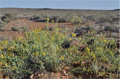 APII jpeg image of Senecio magnificus  © contact APII