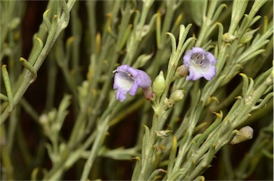 APII jpeg image of Eremophila scoparia  © contact APII