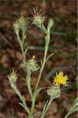 APII jpeg image of Centaurea solstitialis  © contact APII