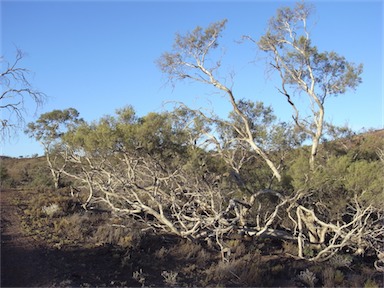 APII jpeg image of Melaleuca glomerata  © contact APII