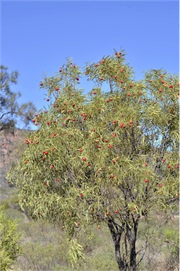 APII jpeg image of Santalum acuminatum  © contact APII