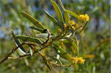 APII jpeg image of Acacia ligulata  © contact APII