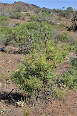 APII jpeg image of Pimelea microcephala subsp. microcephala  © contact APII