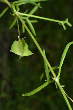 APII jpeg image of Zygophyllum confluens  © contact APII