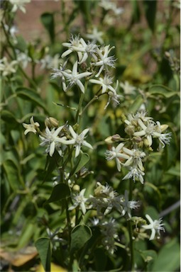 APII jpeg image of Cynanchum floribundum  © contact APII