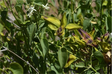 APII jpeg image of Cynanchum floribundum  © contact APII