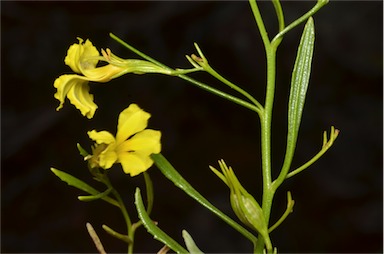 APII jpeg image of Goodenia vernicosa  © contact APII