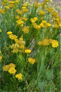 APII jpeg image of Senecio anethifolius subsp. anethifolius  © contact APII