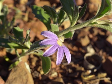 APII jpeg image of Scaevola humilis  © contact APII