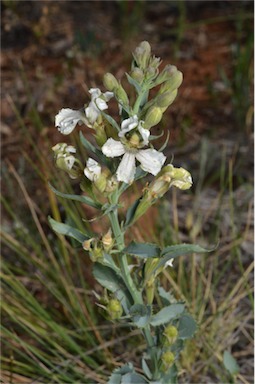 APII jpeg image of Goodenia albiflora  © contact APII