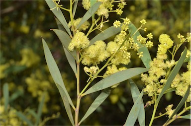 APII jpeg image of Acacia quornensis  © contact APII