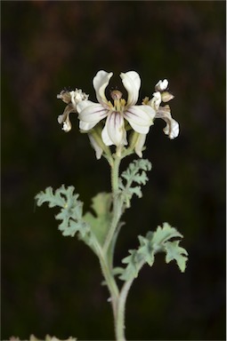 APII jpeg image of Goodenia calcarata  © contact APII