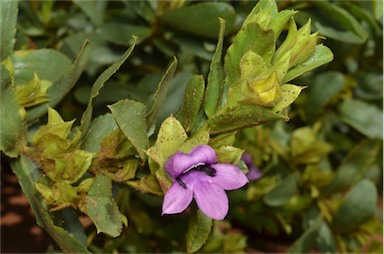 APII jpeg image of Eremophila willsii  © contact APII