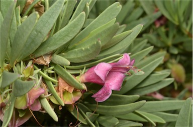 APII jpeg image of Eremophila tetraptera  © contact APII