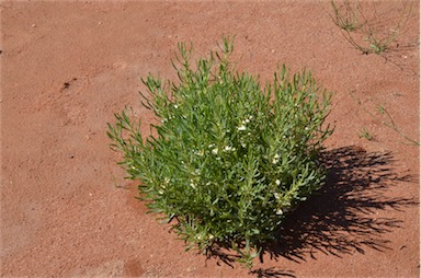 APII jpeg image of Scaevola collaris  © contact APII