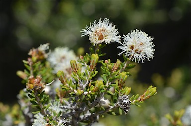 APII jpeg image of Melaleuca pauperiflora  © contact APII