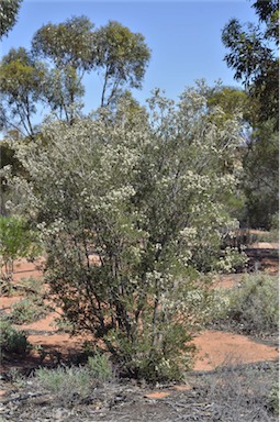 APII jpeg image of Melaleuca pauperiflora  © contact APII