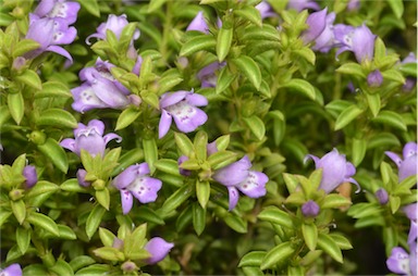 APII jpeg image of Eremophila crassifolia  © contact APII