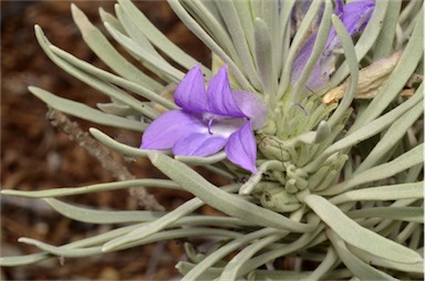 APII jpeg image of Eremophila fasciata  © contact APII