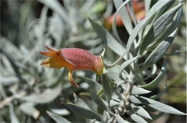 APII jpeg image of Eremophila pterocarpa  © contact APII