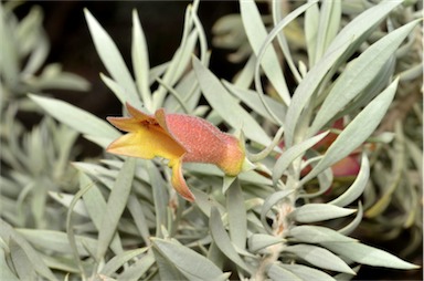 APII jpeg image of Eremophila pterocarpa  © contact APII