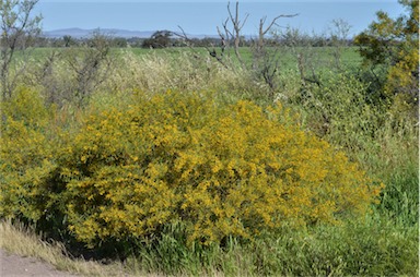 APII jpeg image of Acacia ligulata  © contact APII