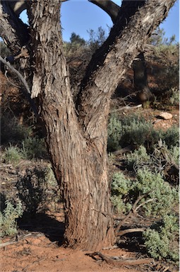 APII jpeg image of Eucalyptus porosa  © contact APII