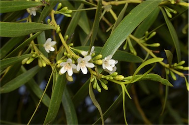 APII jpeg image of Myoporum platycarpum subsp. platycarpum  © contact APII