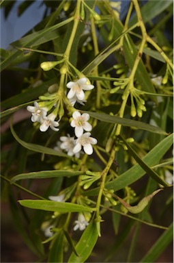 APII jpeg image of Myoporum platycarpum subsp. platycarpum  © contact APII