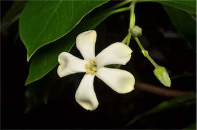 APII jpeg image of Hymenosporum flavum  © contact APII