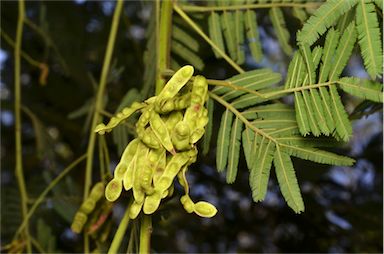 APII jpeg image of Acacia irrorata  © contact APII