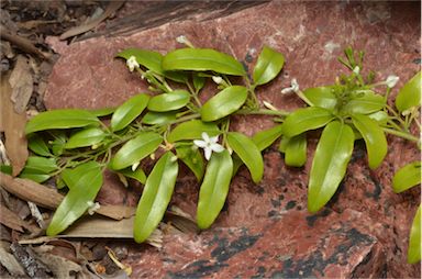 APII jpeg image of Jasminum didymum subsp. racemosum  © contact APII