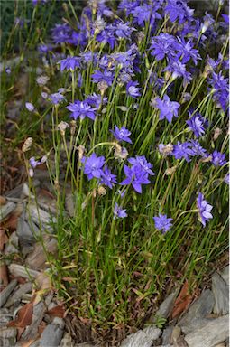 APII jpeg image of Wahlenbergia stricta  © contact APII