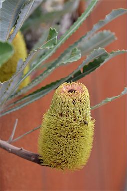 APII jpeg image of Banksia petiolaris  © contact APII