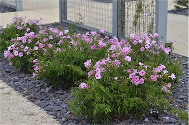 APII jpeg image of Pandorea jasminoides 'Southern Belle'  © contact APII