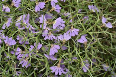 APII jpeg image of Scaevola oxyclona  © contact APII