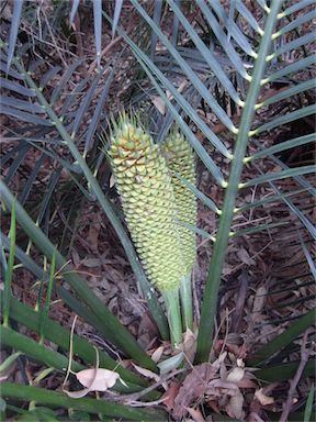 APII jpeg image of Macrozamia communis  © contact APII